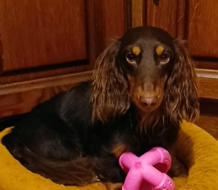 Littl Fut Uniko nel suo genere