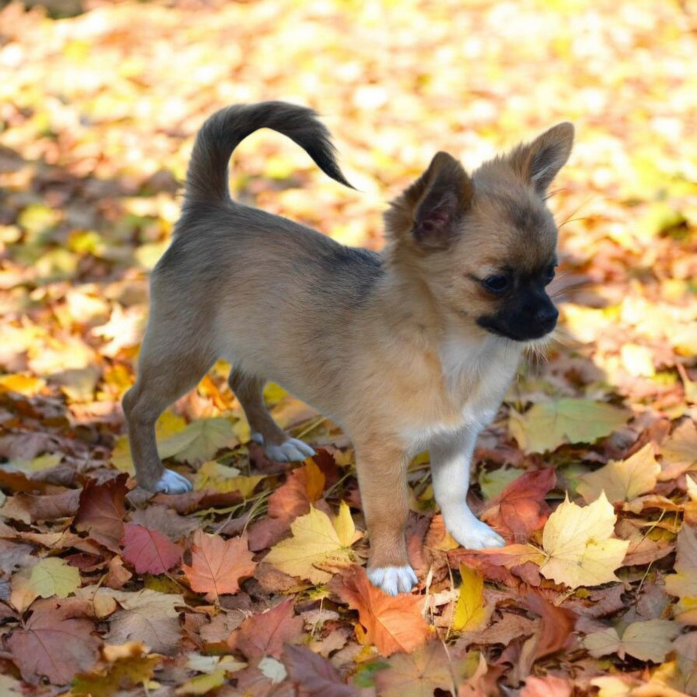 Aliénor De La Lumière De Nerthus