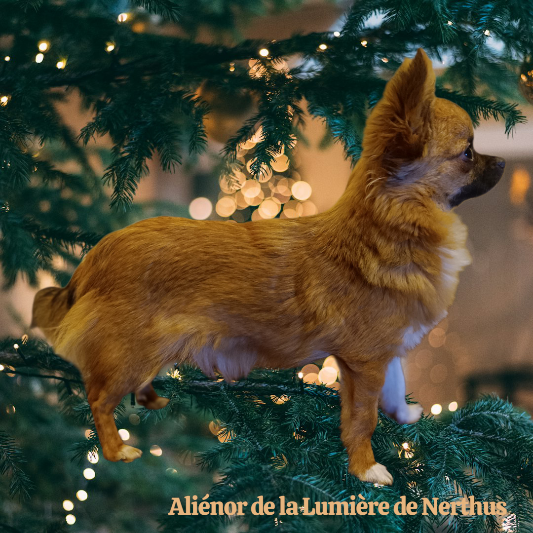 Aliénor De La Lumière De Nerthus