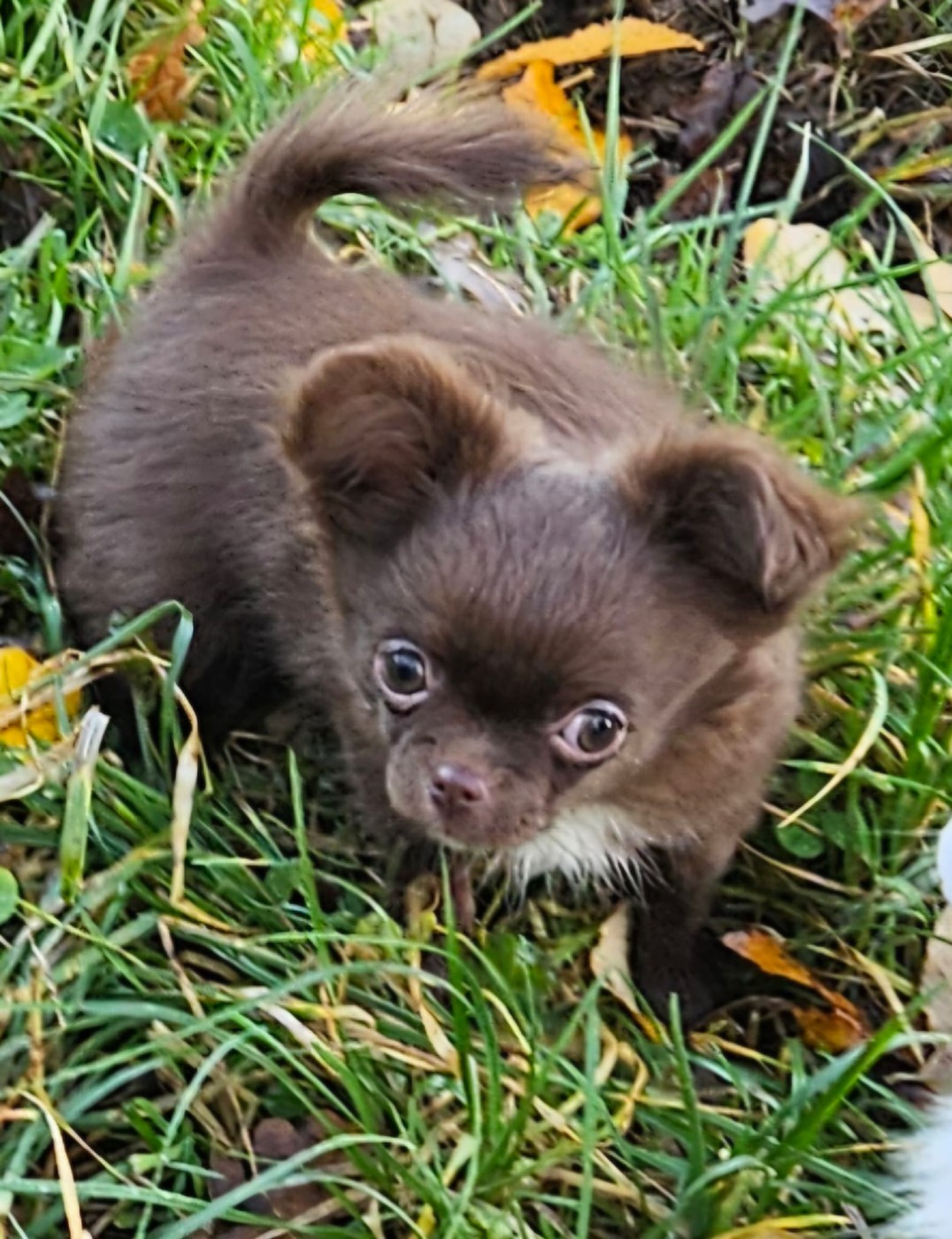 Acajou de la fontaine  aux malefices