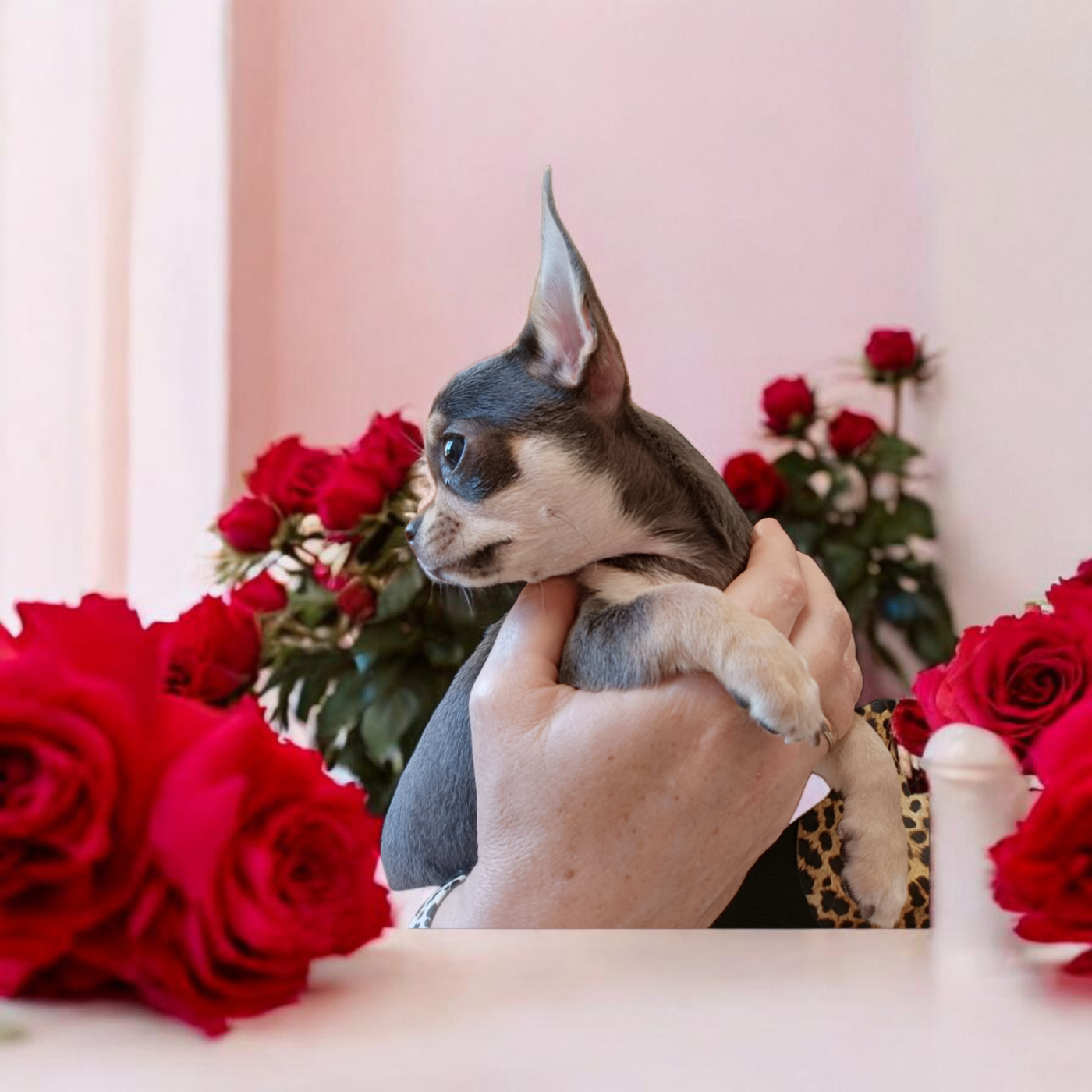 Blueberry  Sweet Little Roses