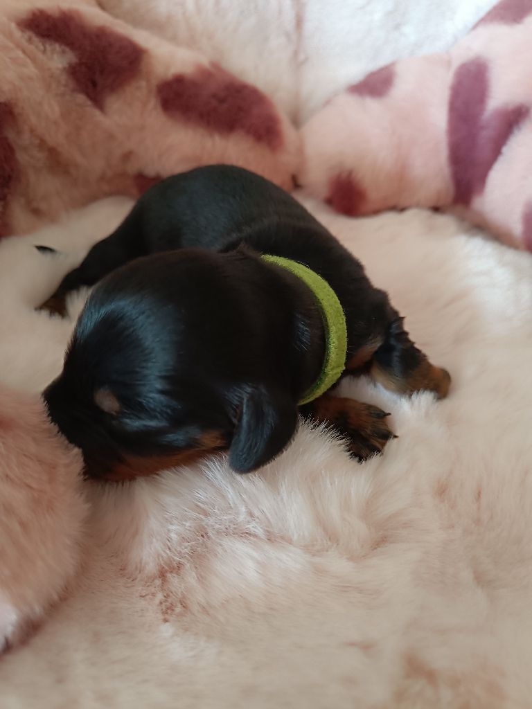 Sweet Little Roses - Chiots disponibles - Teckel poil long