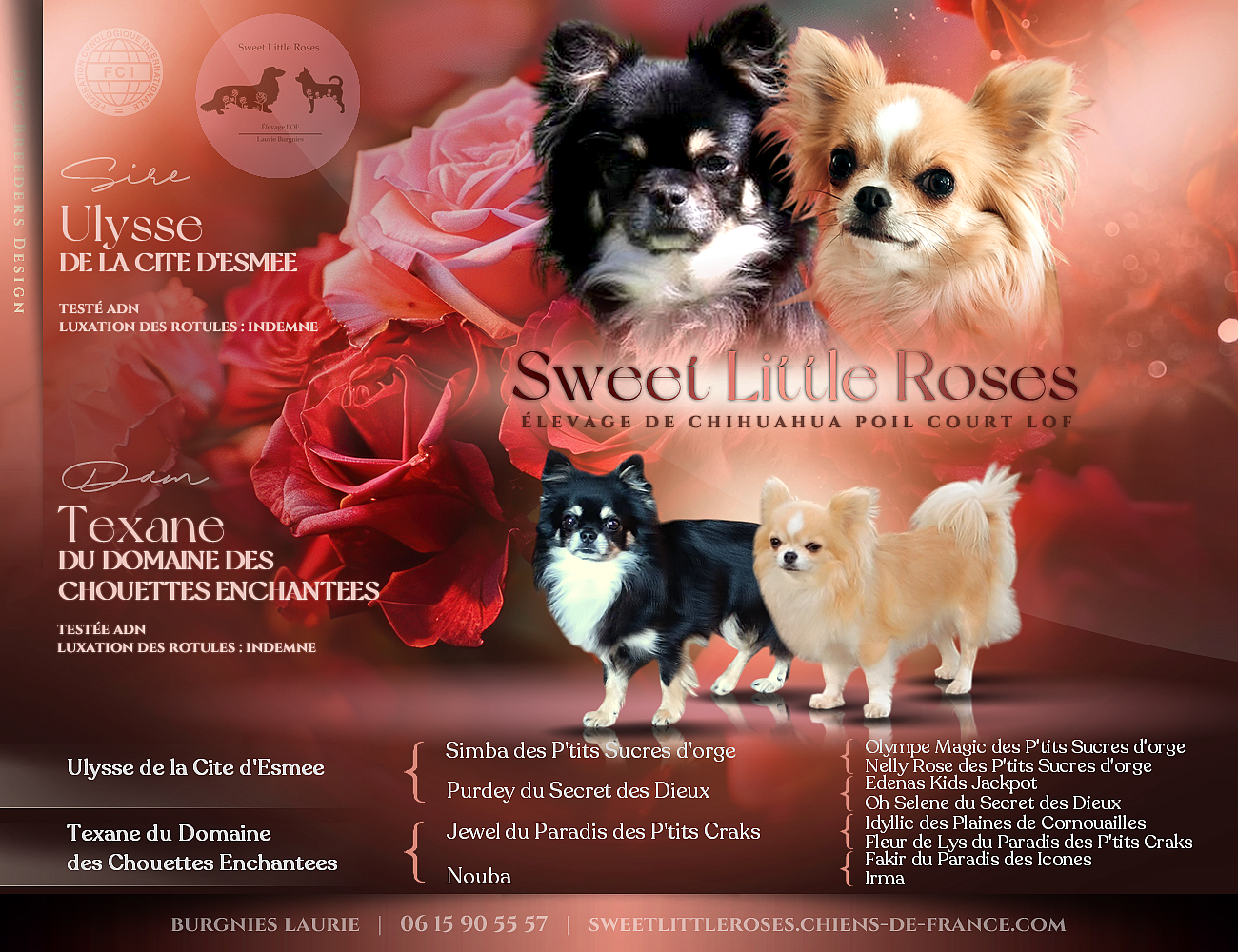 Sweet Little Roses - Chihuahua - Portée née le 19/10/2025