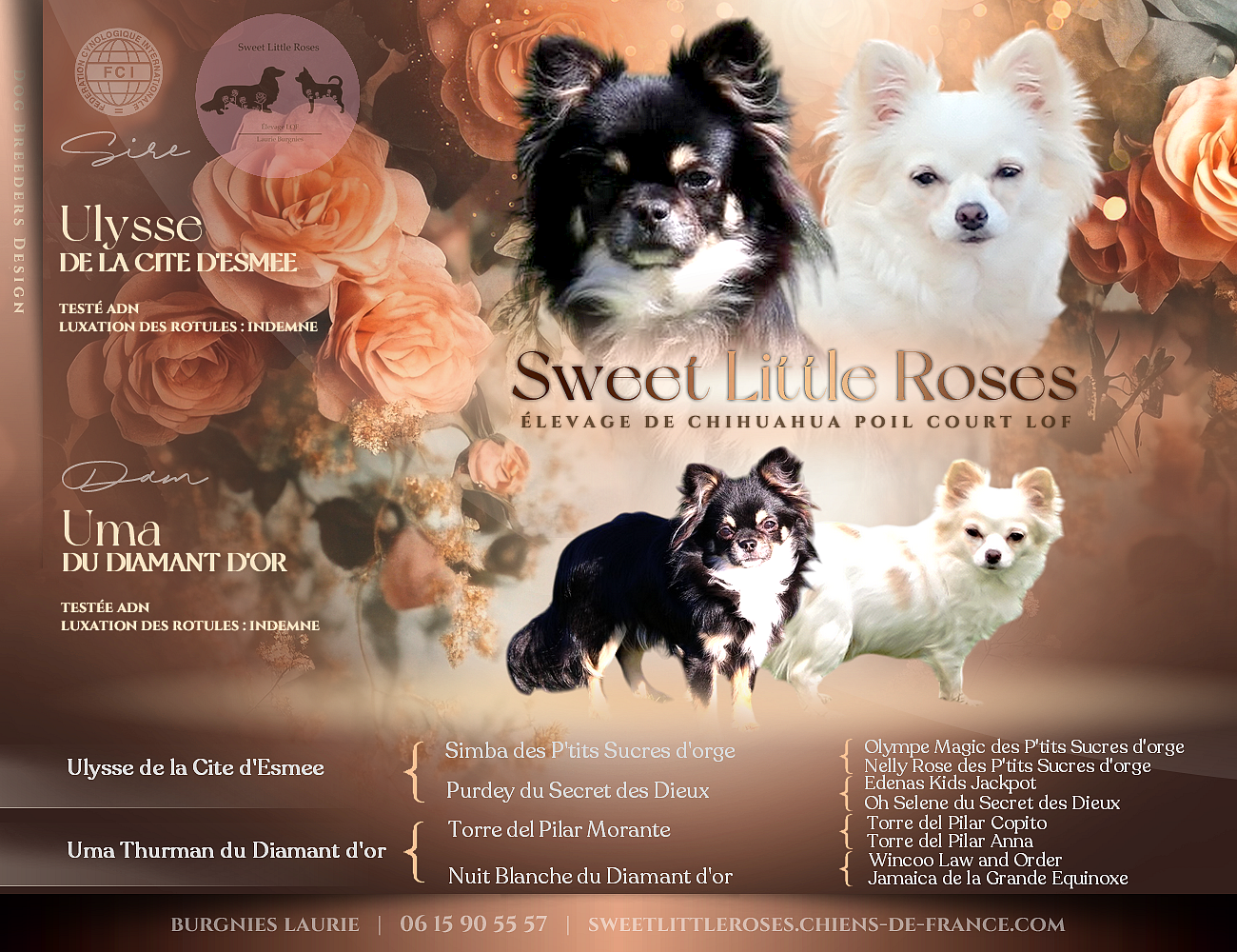 Chiot Chihuahua Sweet Little Roses