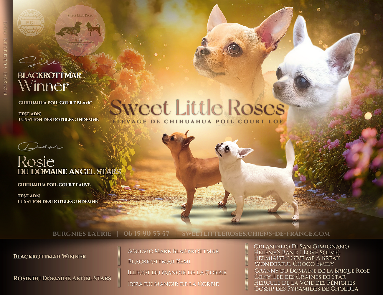 Sweet Little Roses - Chihuahua - Portée née le 25/03/2025