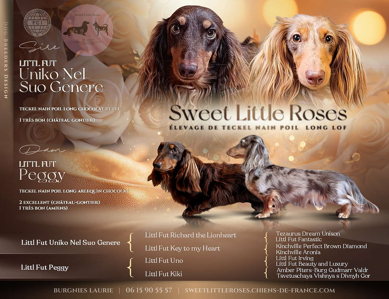 Chiot Teckel poil long Sweet Little Roses