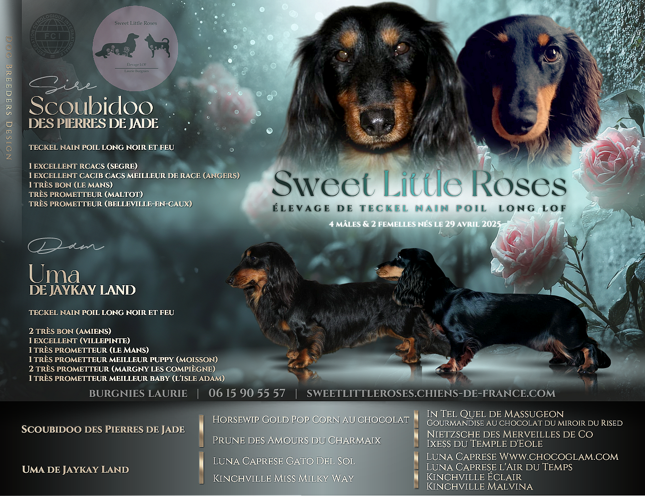 Sweet Little Roses - Teckel poil long - Portée née le 29/04/2025