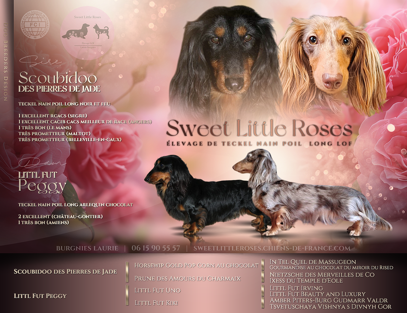 Sweet Little Roses - Teckel poil long - Portée née le 14/02/2025