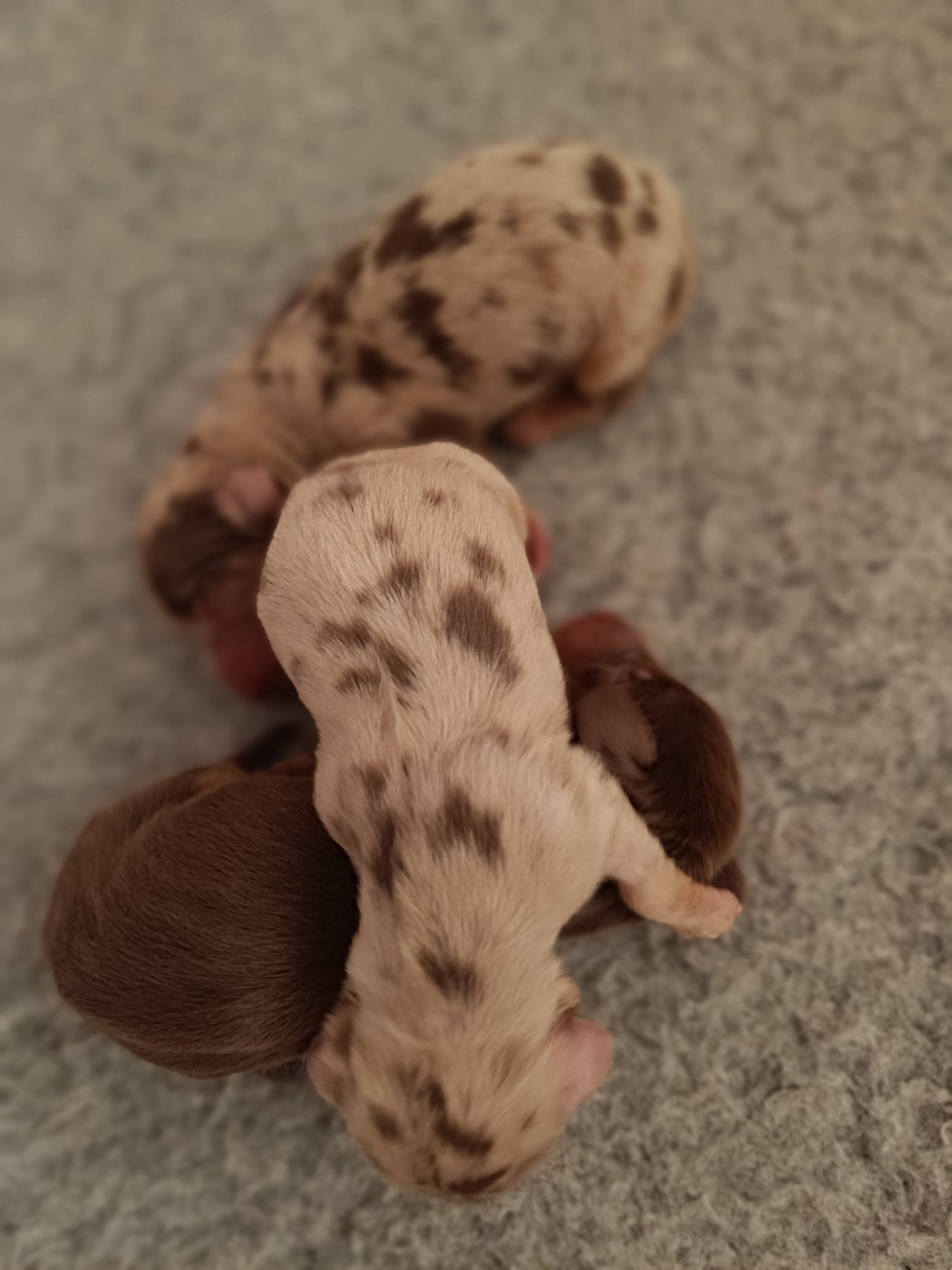 Sweet Little Roses - Chiots disponibles - Teckel poil long