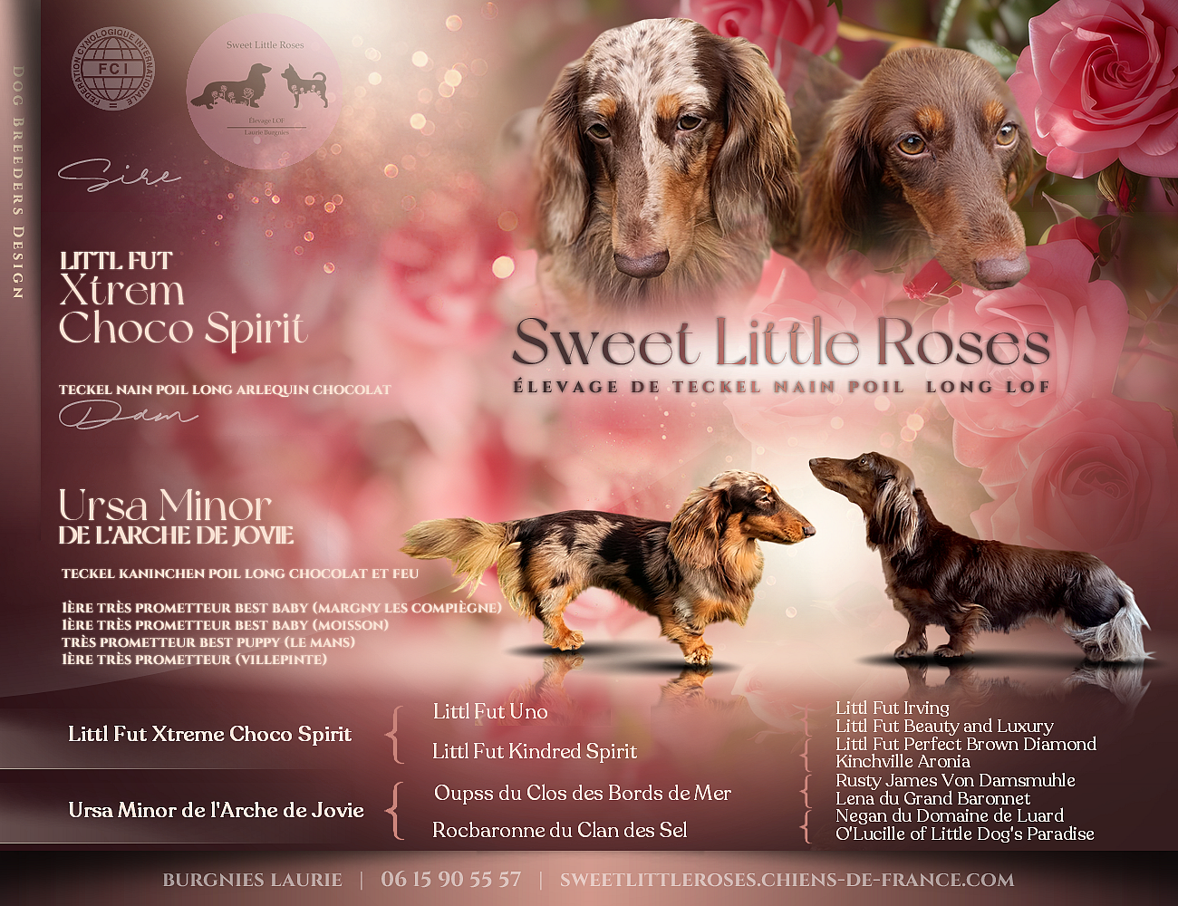 Chiot Teckel poil long Sweet Little Roses