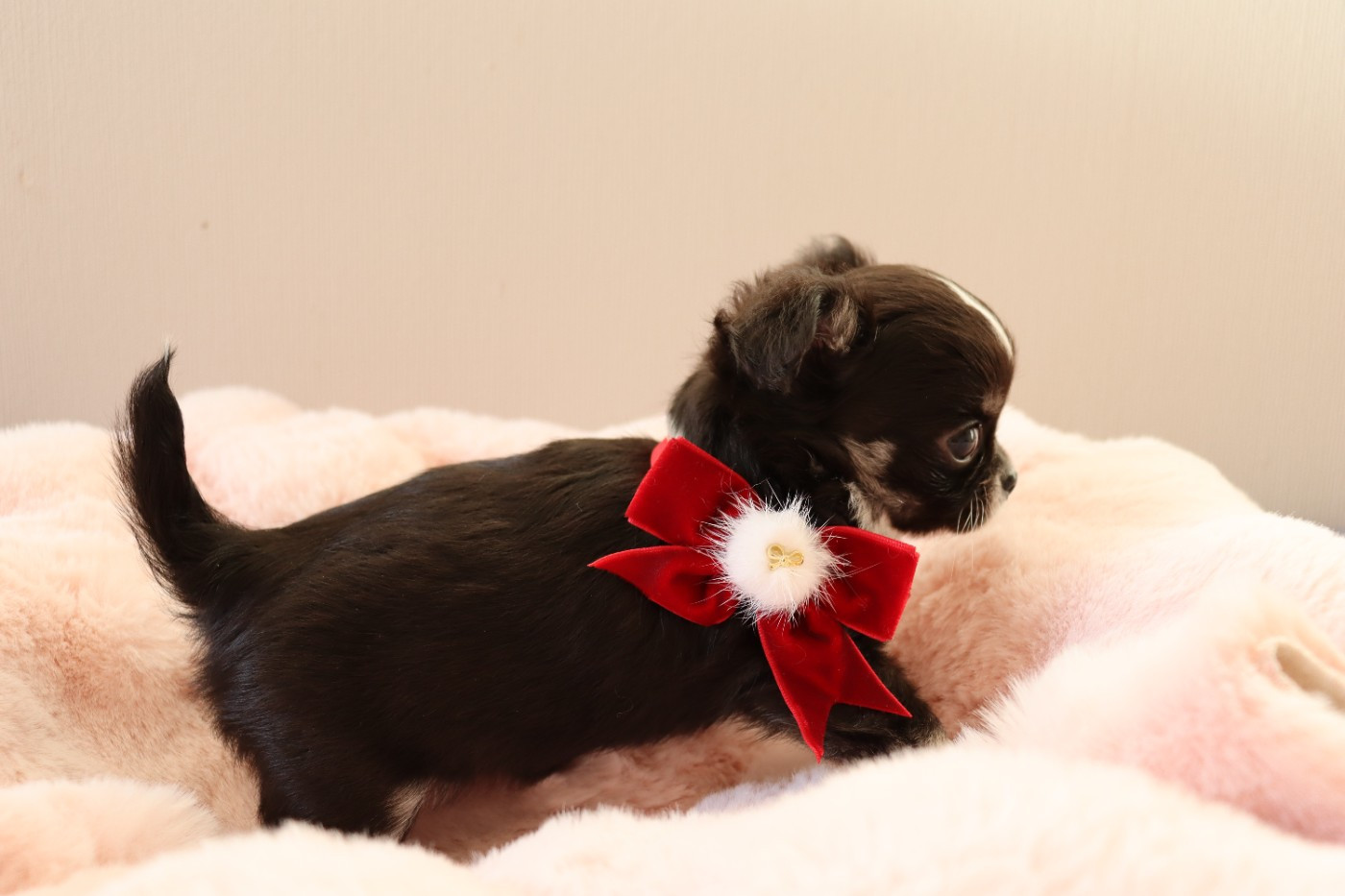 Sweet Little Roses - Chiots disponibles - Chihuahua