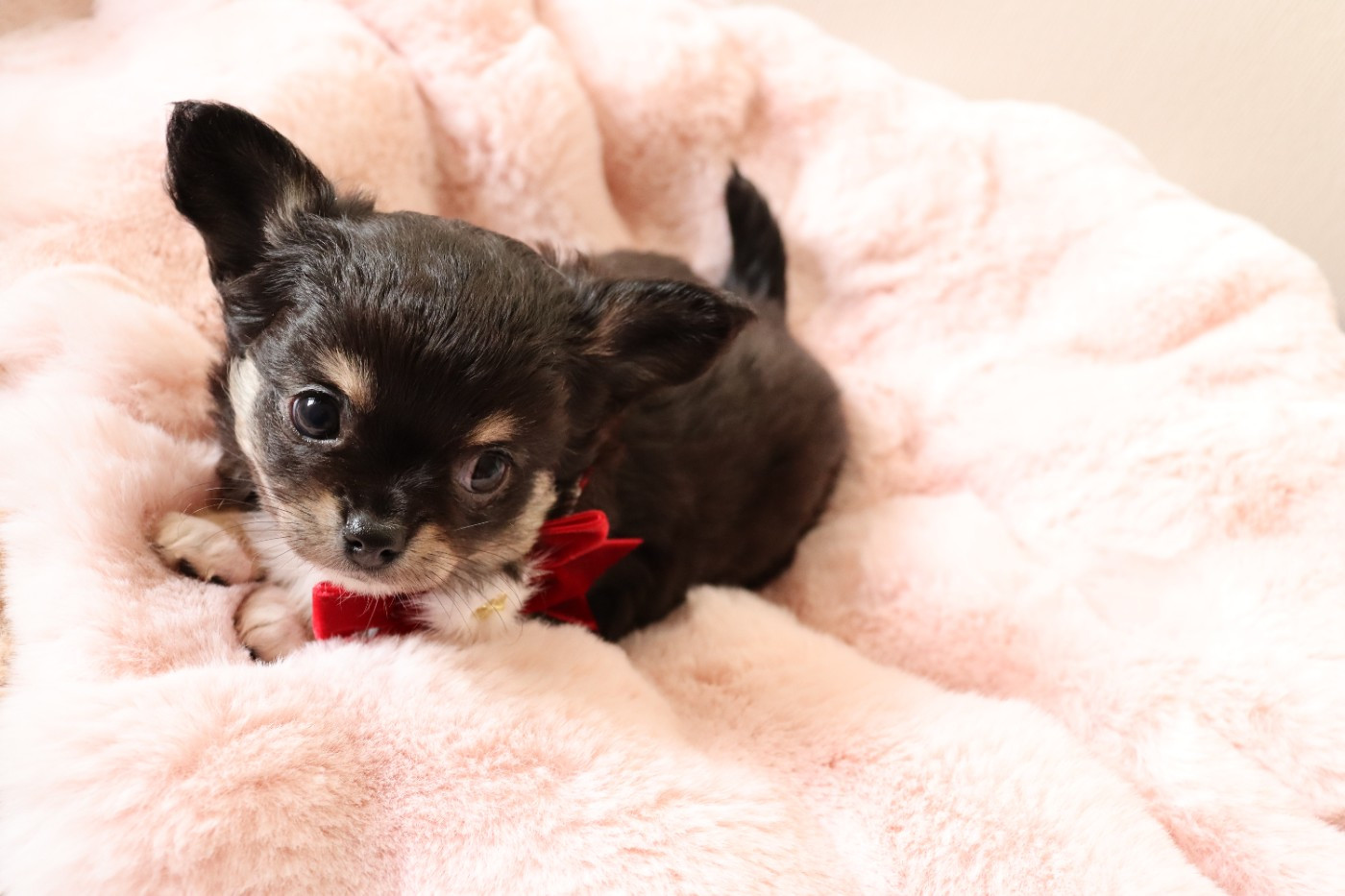 Sweet Little Roses - Chiots disponibles - Chihuahua