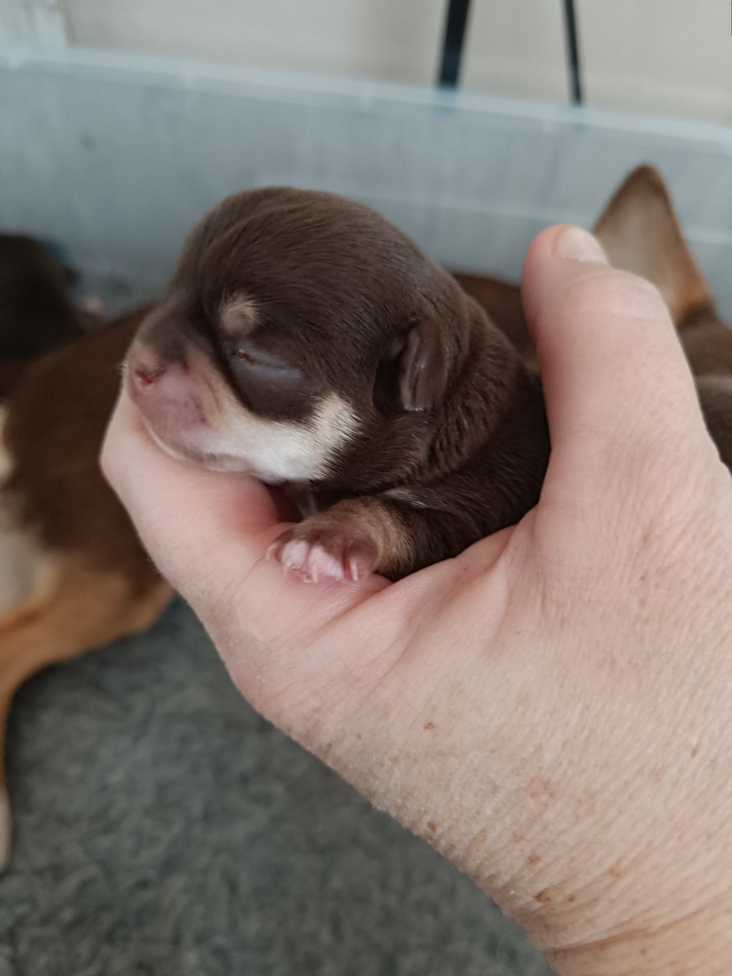 Sweet Little Roses - Chiots disponibles - Chihuahua