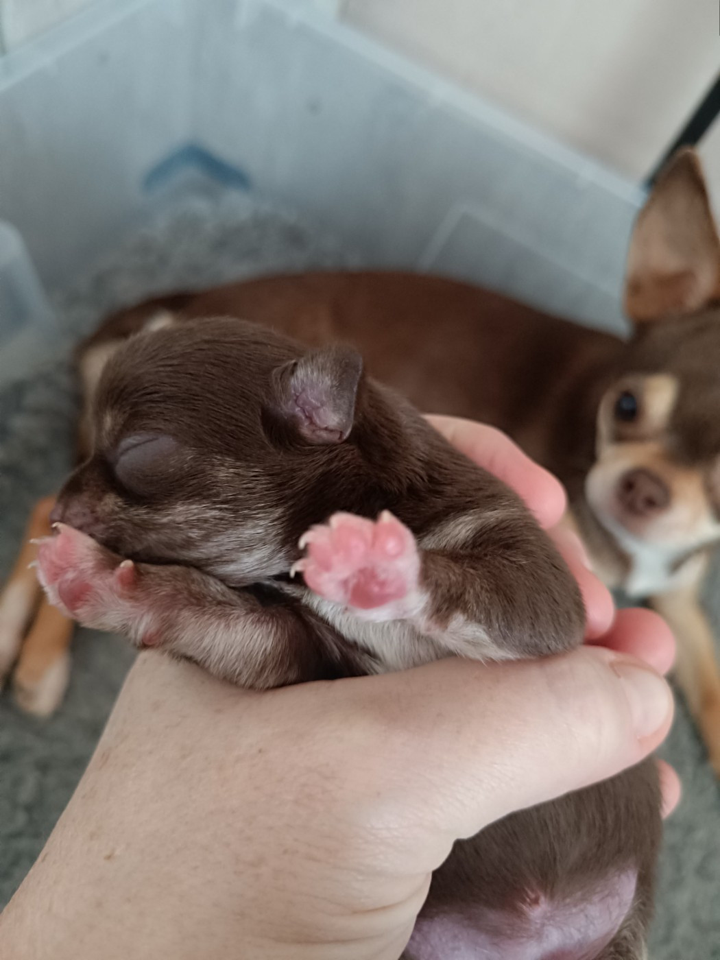 Sweet Little Roses - Chiots disponibles - Chihuahua