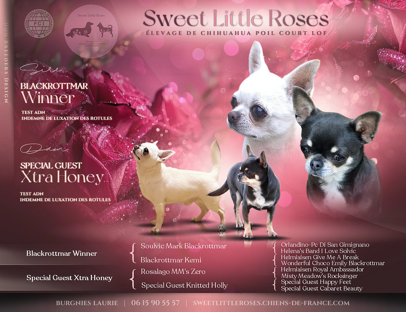 Sweet Little Roses - Chihuahua - Portée née le 28/01/2026