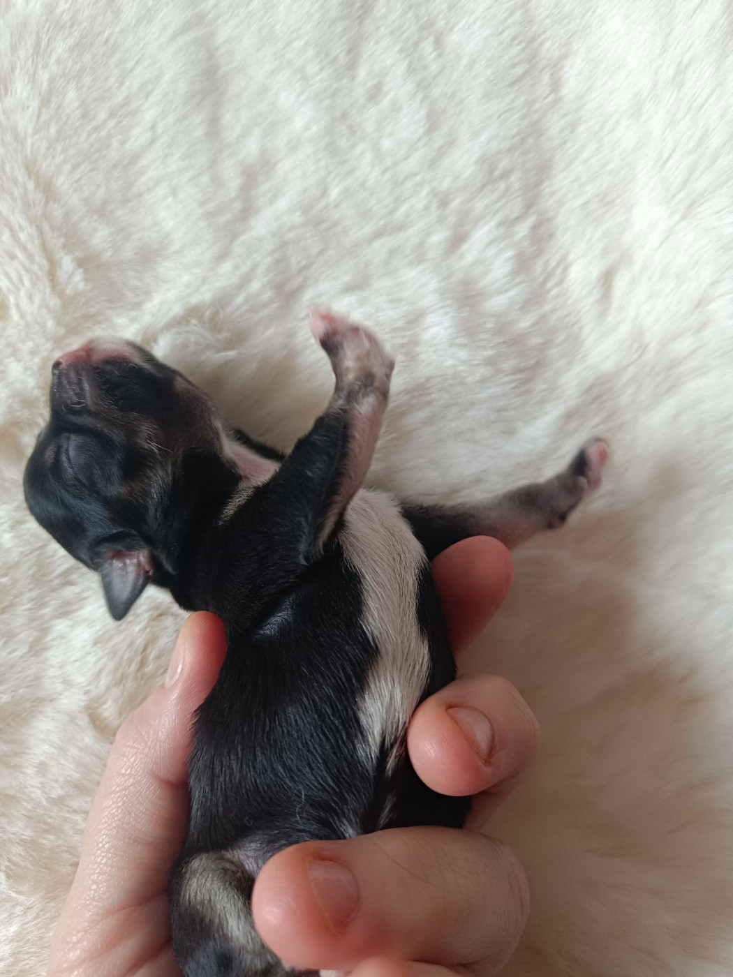 Sweet Little Roses - Chiots disponibles - Chihuahua