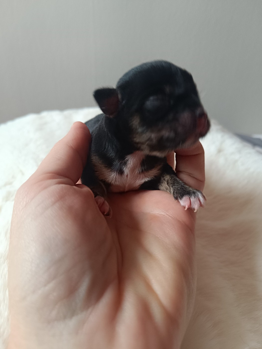 Sweet Little Roses - Chiots disponibles - Chihuahua