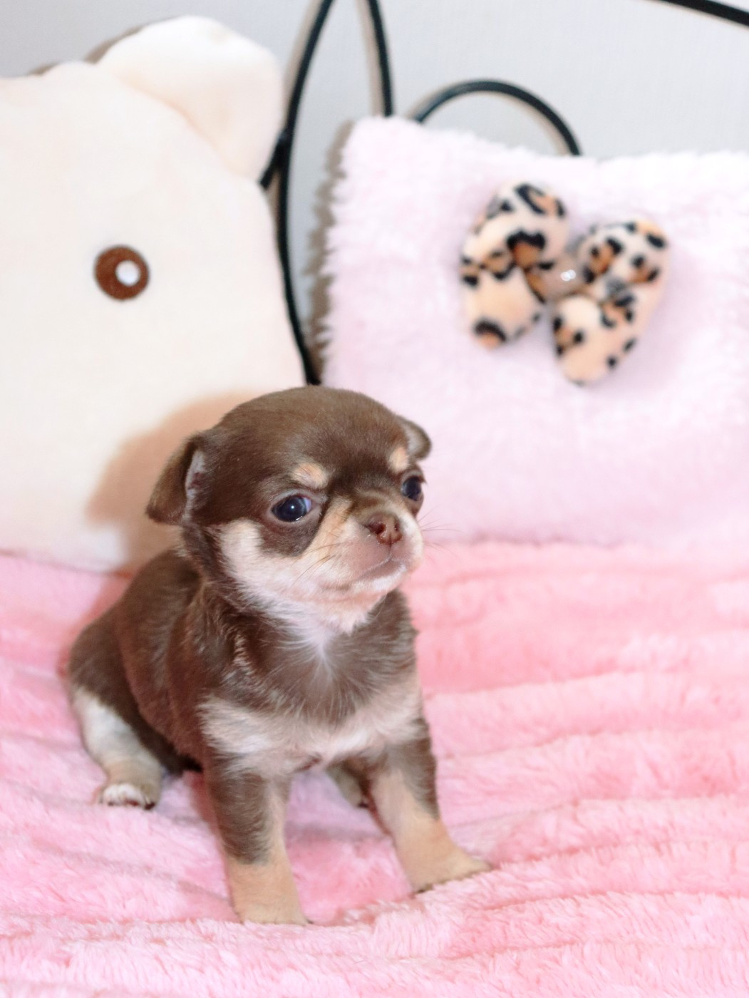 Sweet Little Roses - Chiots disponibles - Chihuahua