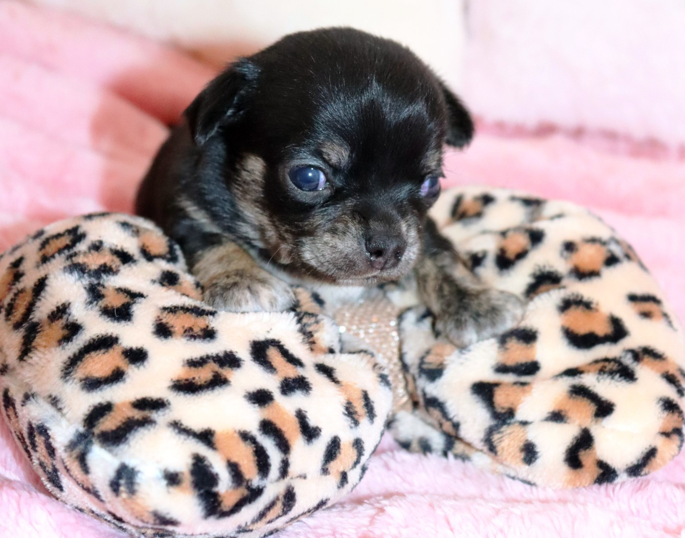 Sweet Little Roses - Chiots disponibles - Chihuahua