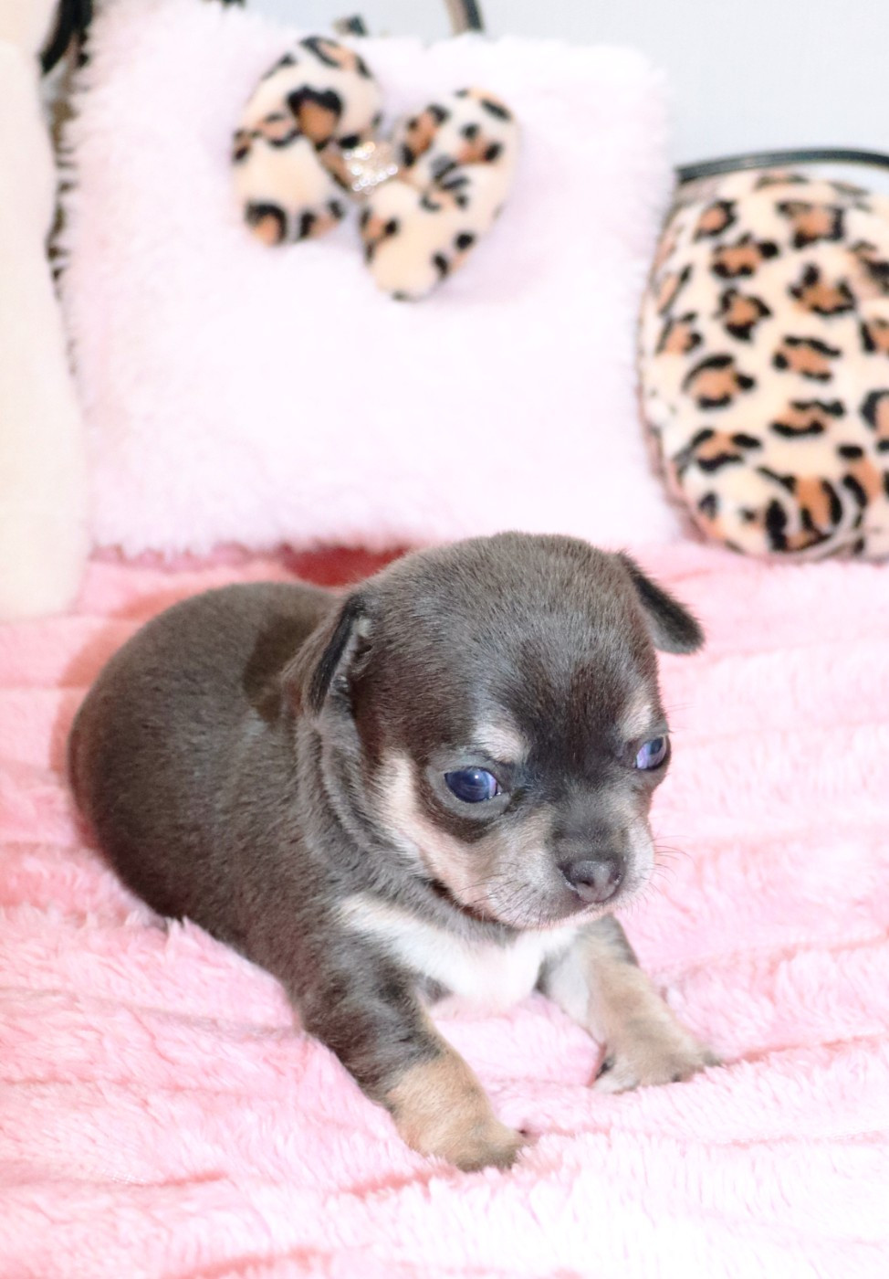 Sweet Little Roses - Chiots disponibles - Chihuahua