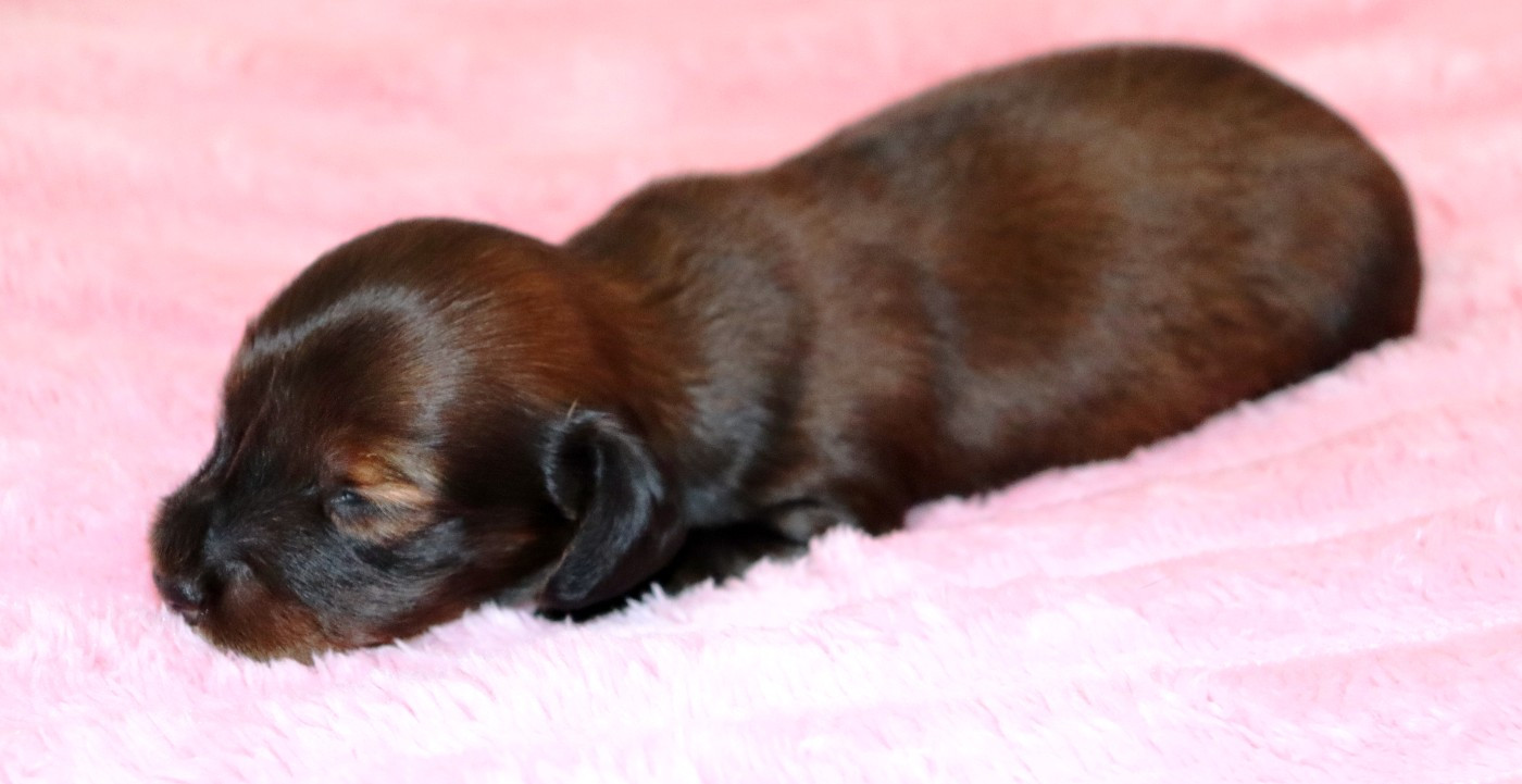 Sweet Little Roses - Chiots disponibles - Teckel poil long