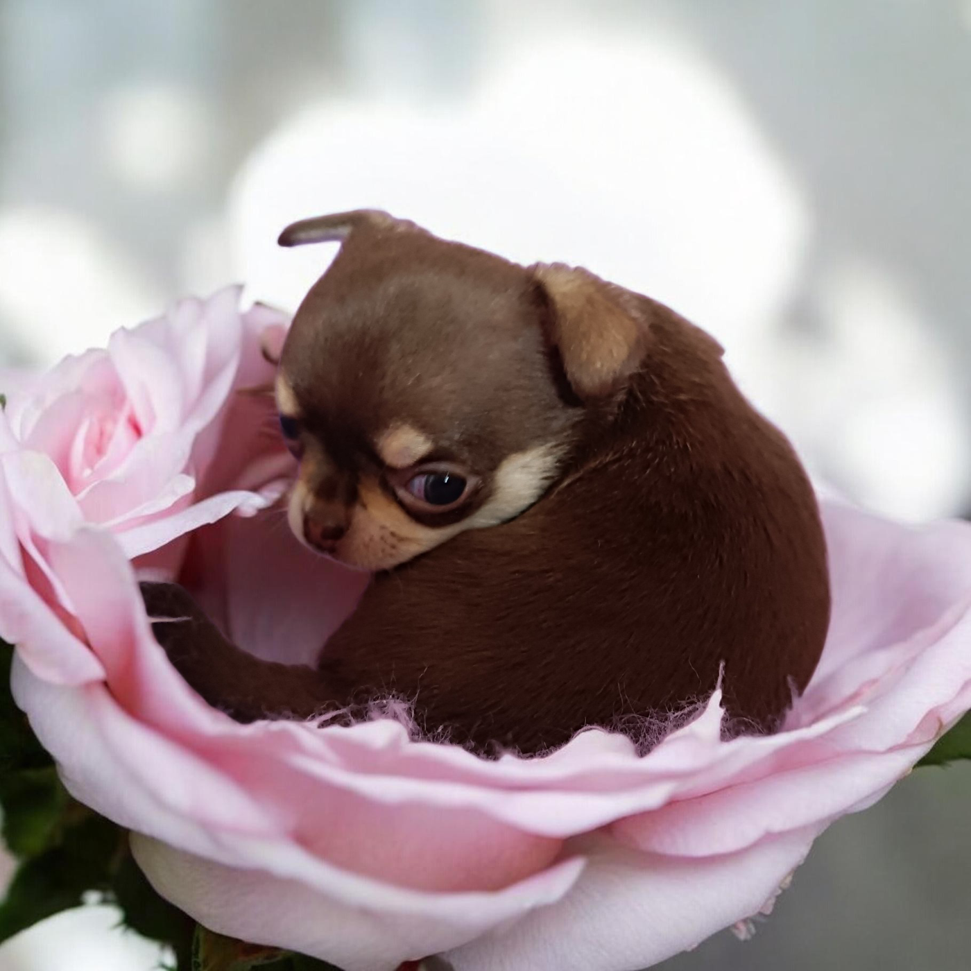 Sweet Little Roses - Chihuahua - Portée née le 20/01/2026