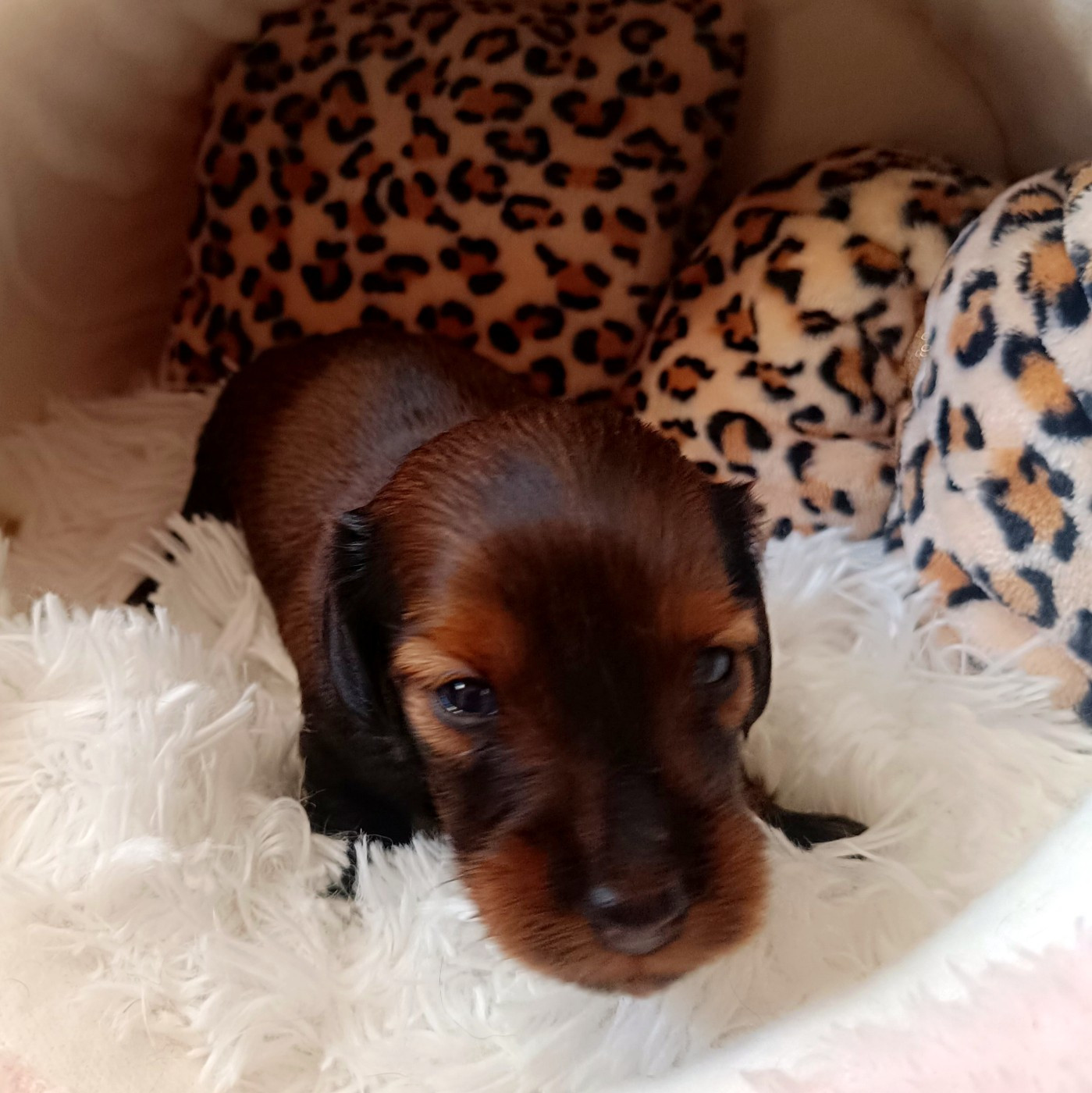 Chiot Teckel poil long Sweet Little Roses