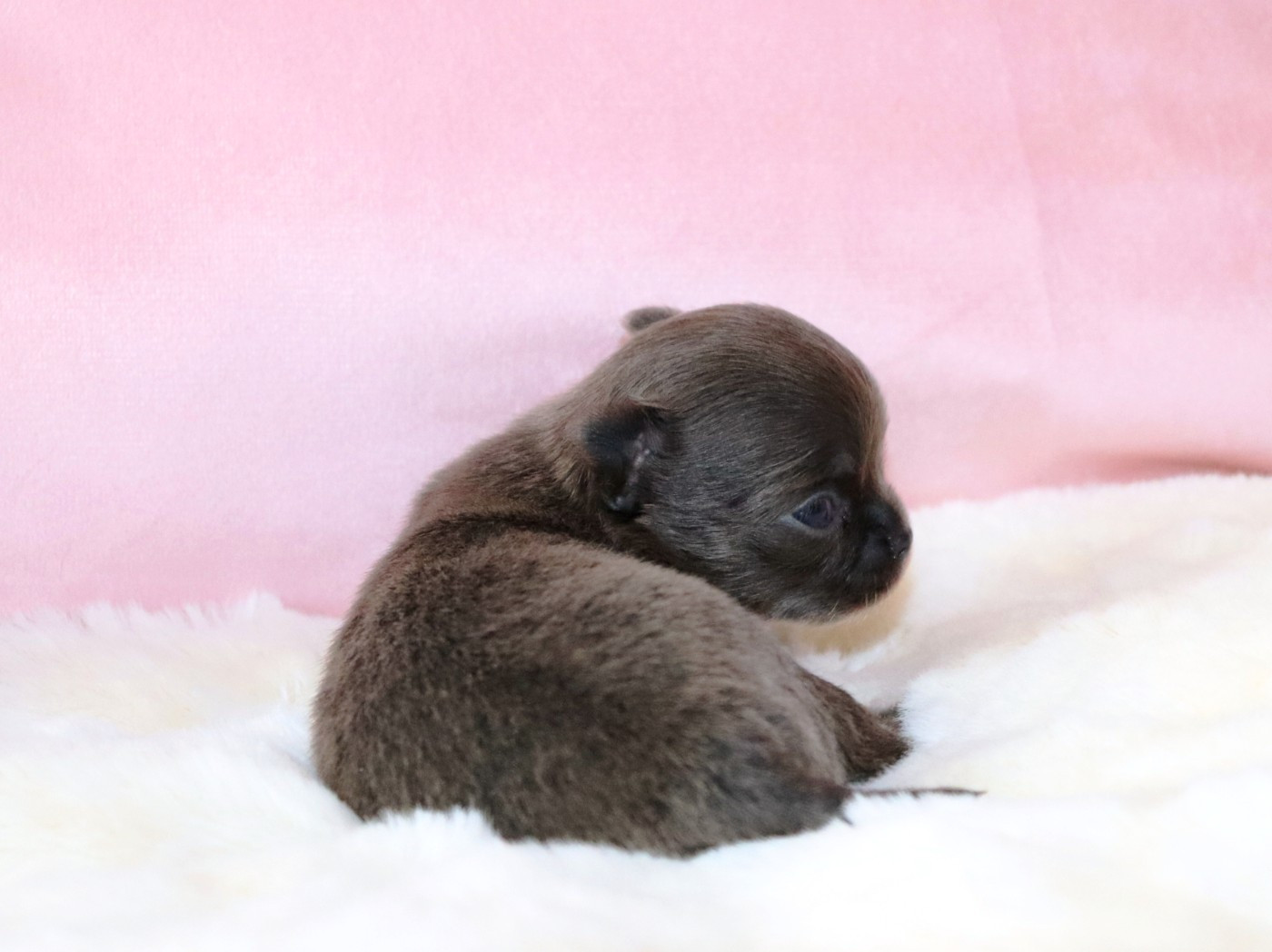 Sweet Little Roses - Chiots disponibles - Chihuahua