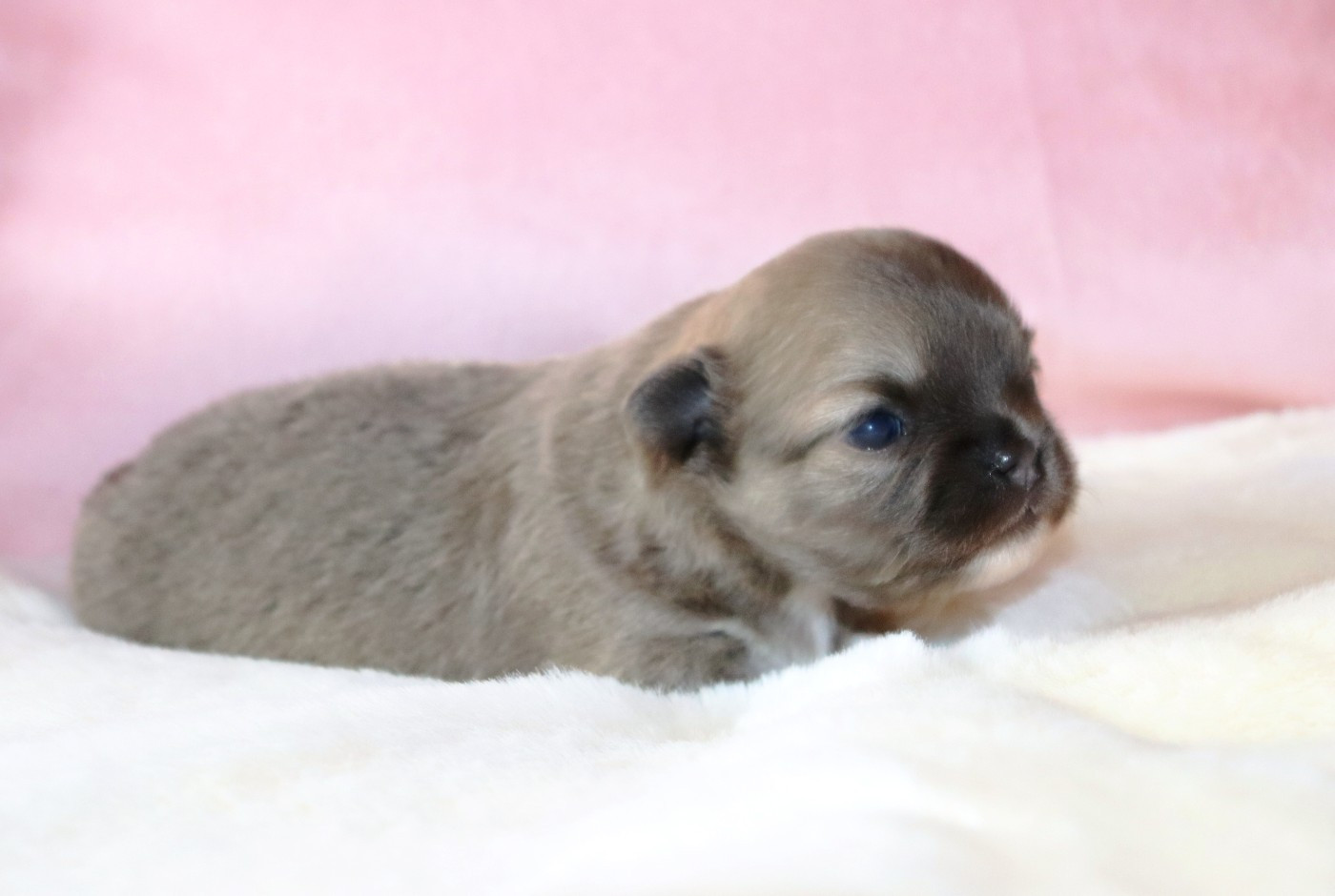 Sweet Little Roses - Chiots disponibles - Chihuahua