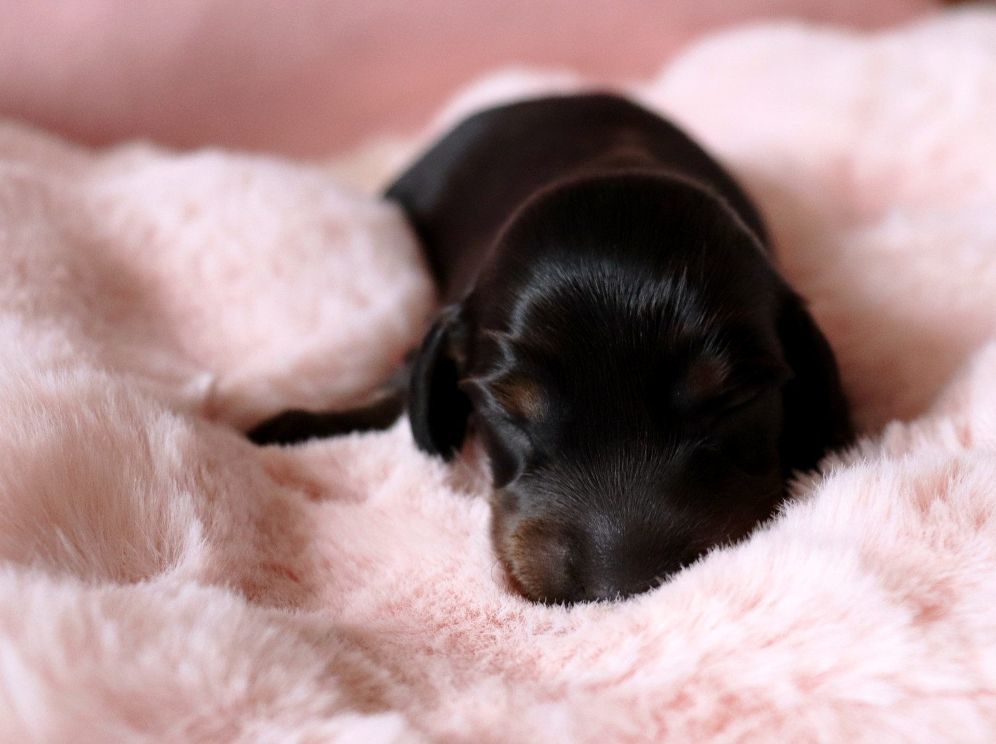 Sweet Little Roses - Chiots disponibles - Teckel poil long