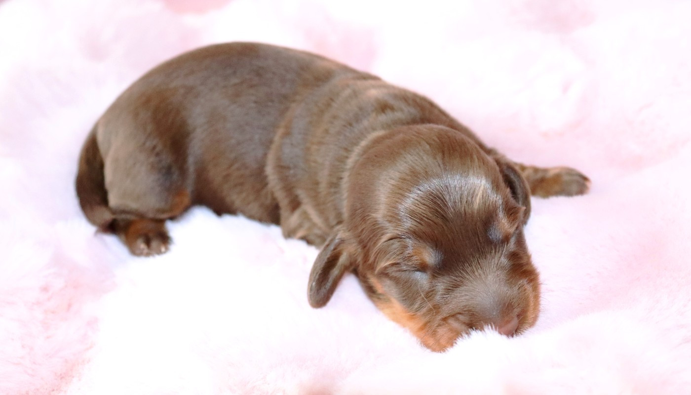 Sweet Little Roses - Chiots disponibles - Teckel poil long