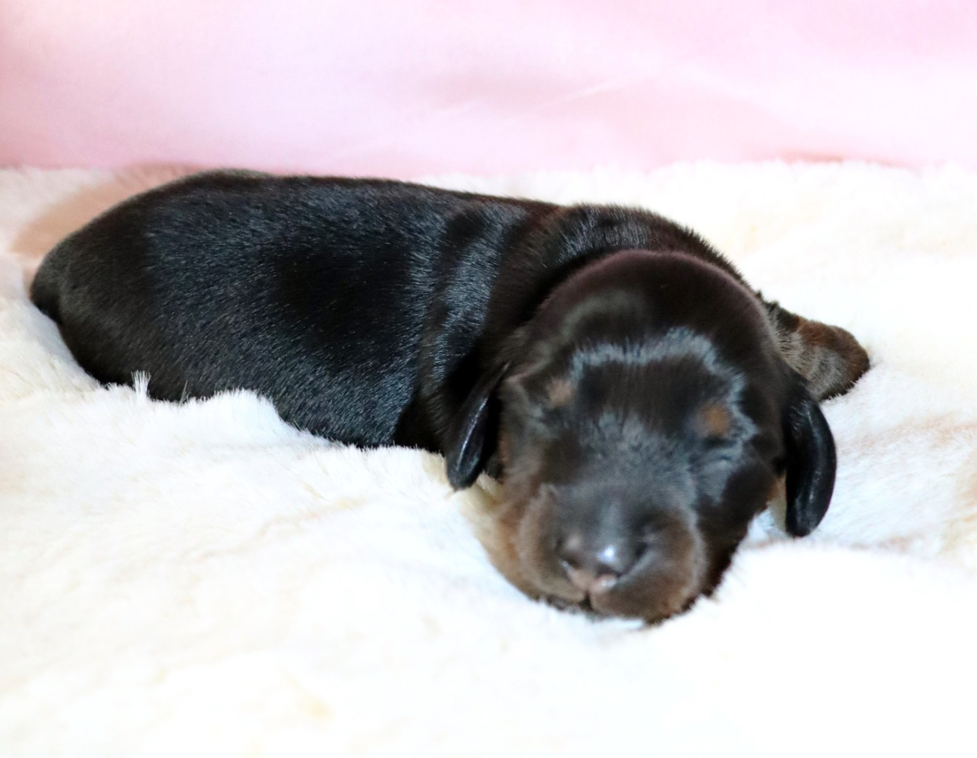 Sweet Little Roses - Chiots disponibles - Teckel poil long