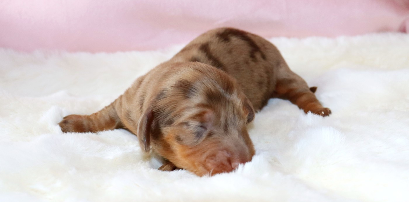 Sweet Little Roses - Chiots disponibles - Teckel poil long