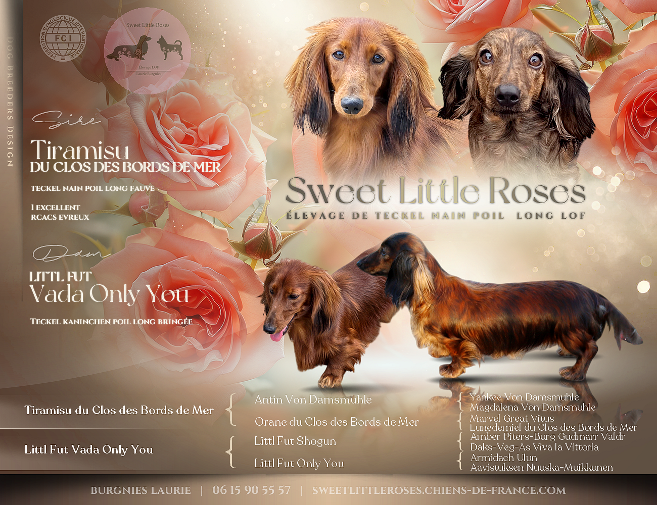 Sweet Little Roses - Teckel poil long - Portée née le 02/02/2026