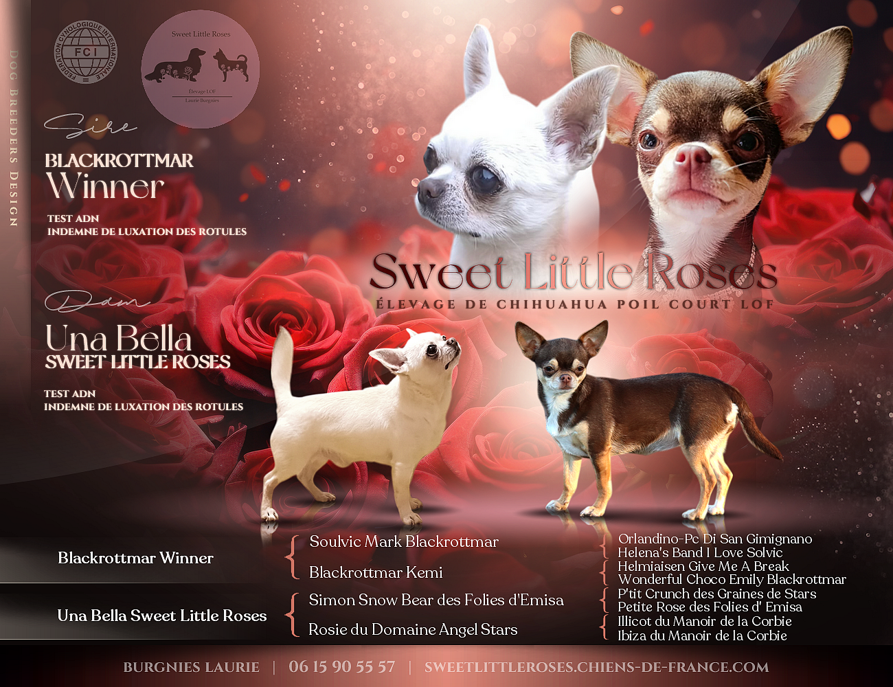 Sweet Little Roses - Chihuahua - Portée née le 20/01/2026