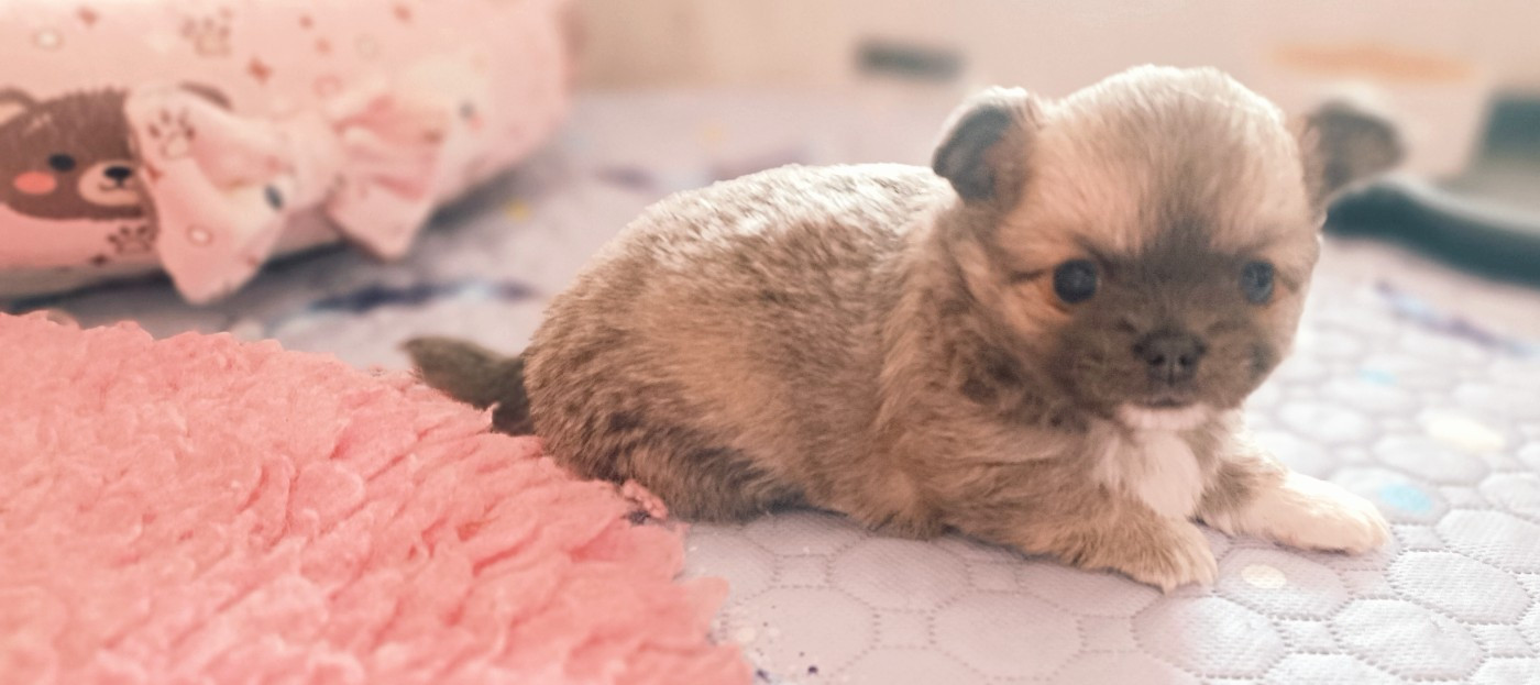 Sweet Little Roses - Chiots disponibles - Chihuahua