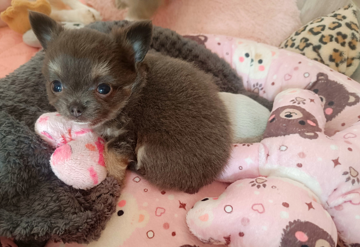 Sweet Little Roses - Chiots disponibles - Chihuahua