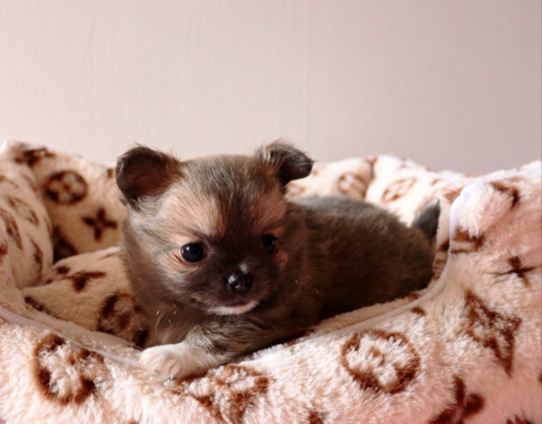 Sweet Little Roses - Chiots disponibles - Chihuahua