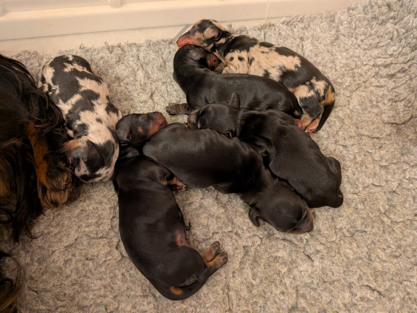 Sweet Little Roses - Chiots disponibles - Teckel poil long