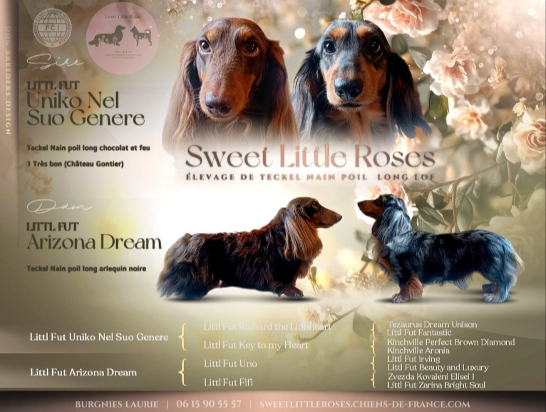 Sweet Little Roses - Teckel poil long - Portée née le 10/05/2026