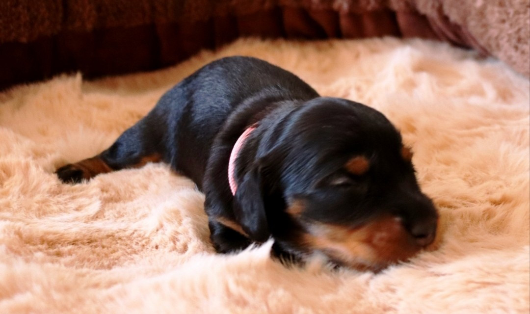 Sweet Little Roses - Chiots disponibles - Teckel poil long