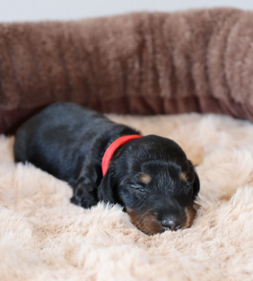 Sweet Little Roses - Chiots disponibles - Teckel poil long