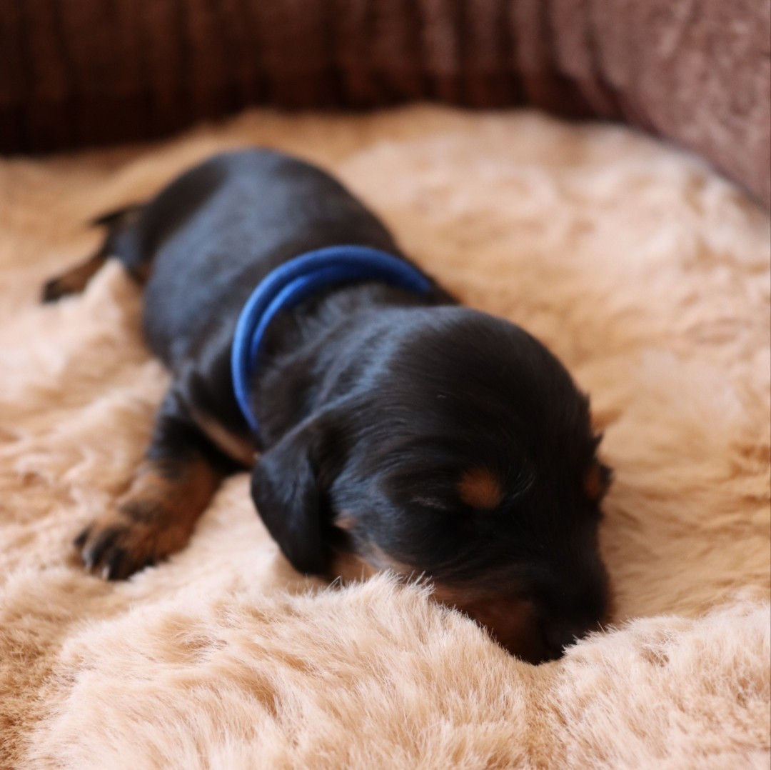 Sweet Little Roses - Chiots disponibles - Teckel poil long