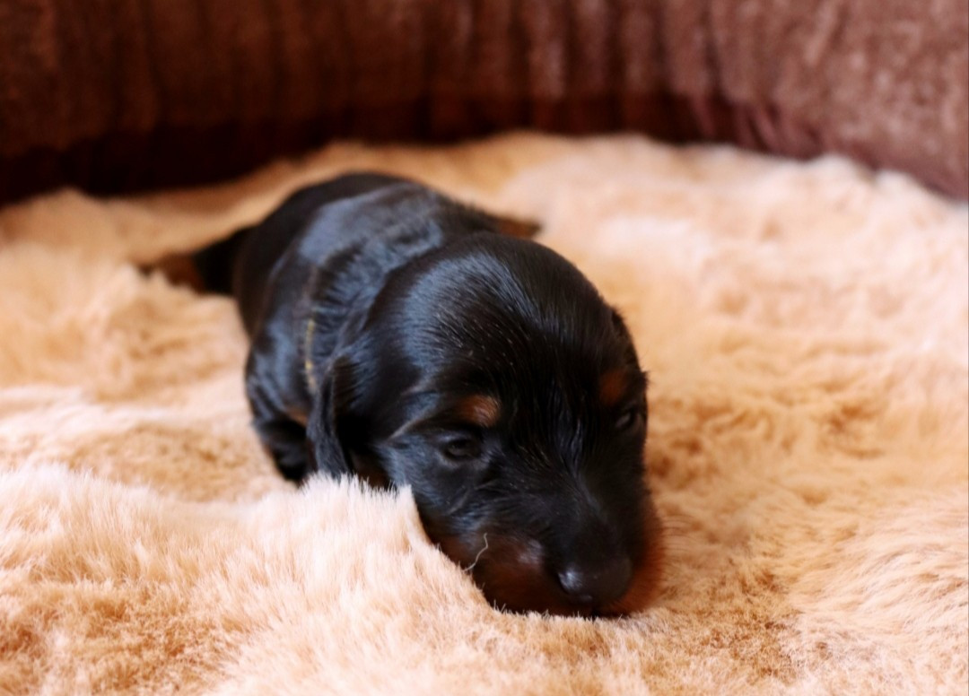 Sweet Little Roses - Chiots disponibles - Teckel poil long
