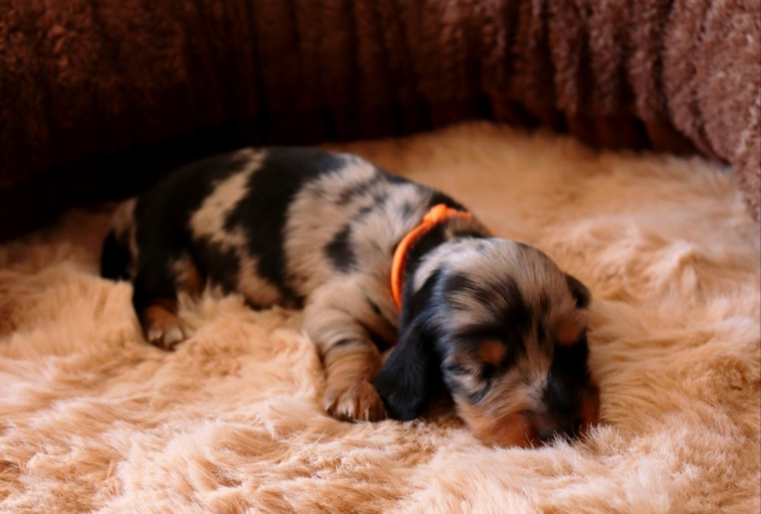 Sweet Little Roses - Chiots disponibles - Teckel poil long