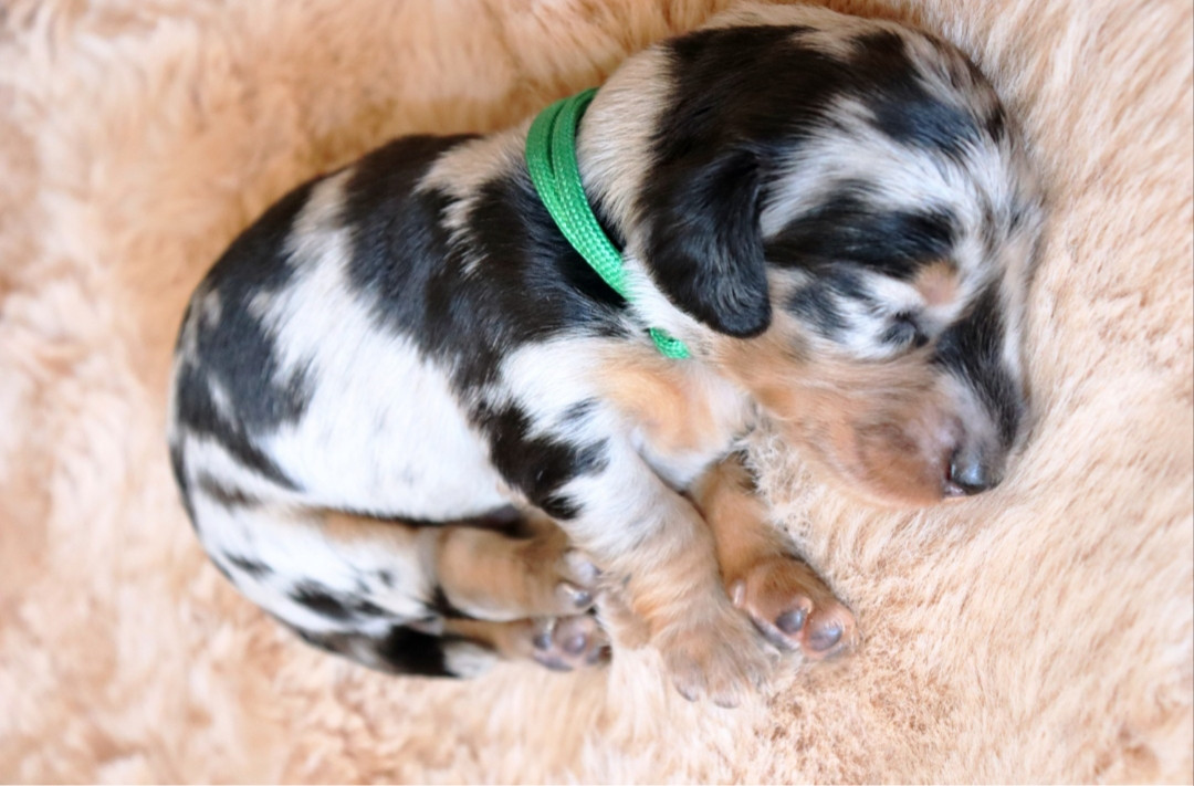 Sweet Little Roses - Chiots disponibles - Teckel poil long