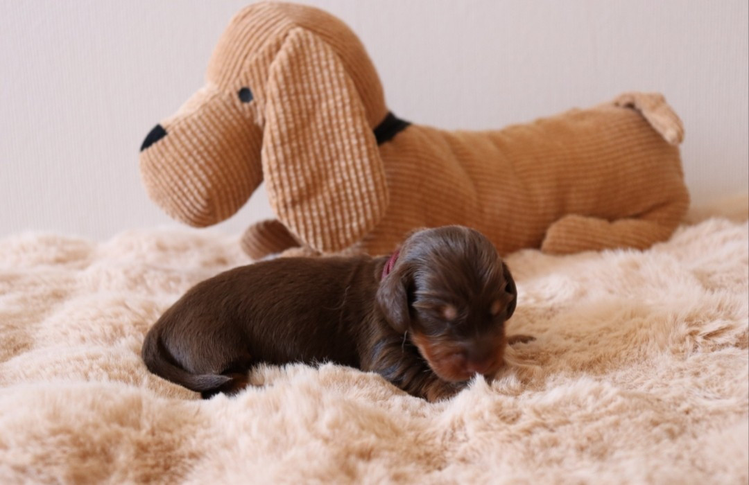 Sweet Little Roses - Chiots disponibles - Teckel poil long