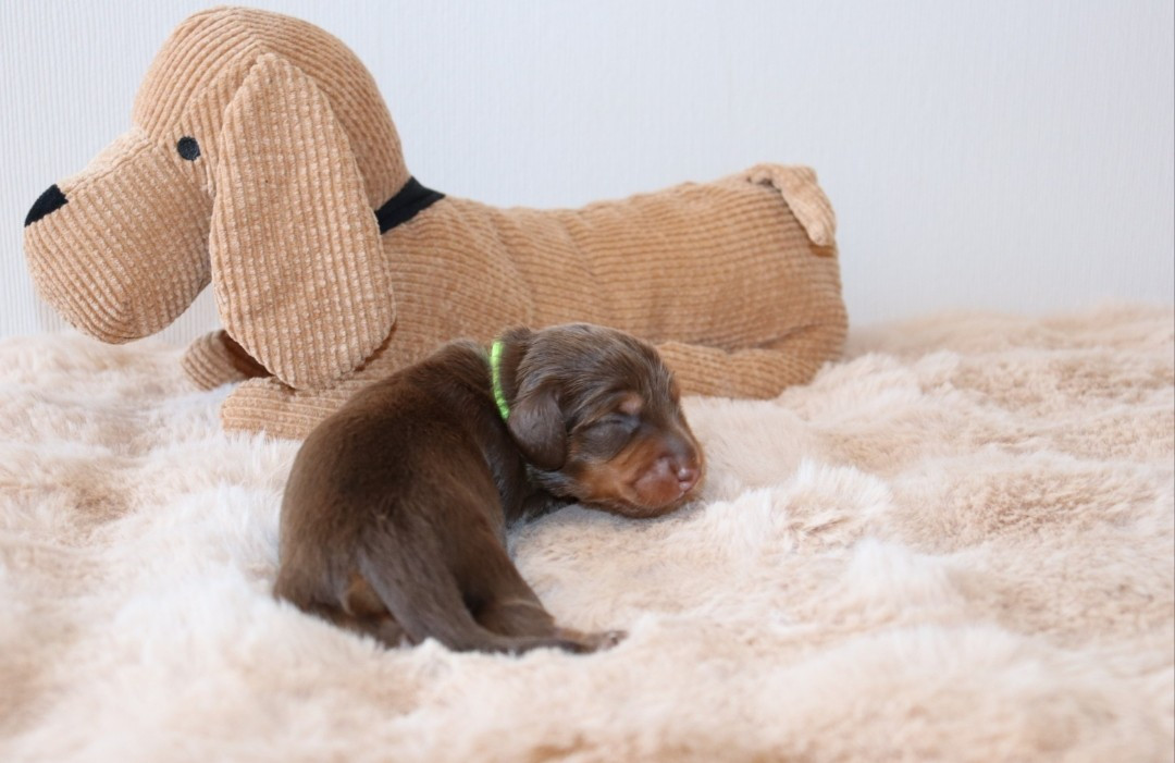 Sweet Little Roses - Chiots disponibles - Teckel poil long