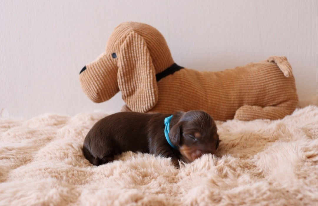 Sweet Little Roses - Chiots disponibles - Teckel poil long