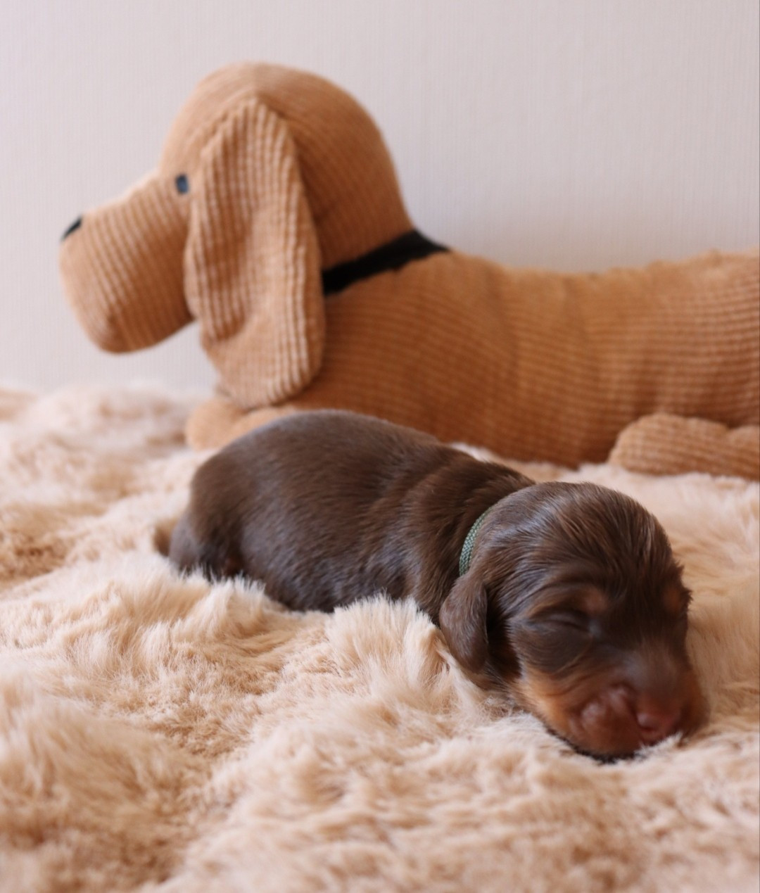 Sweet Little Roses - Chiots disponibles - Teckel poil long